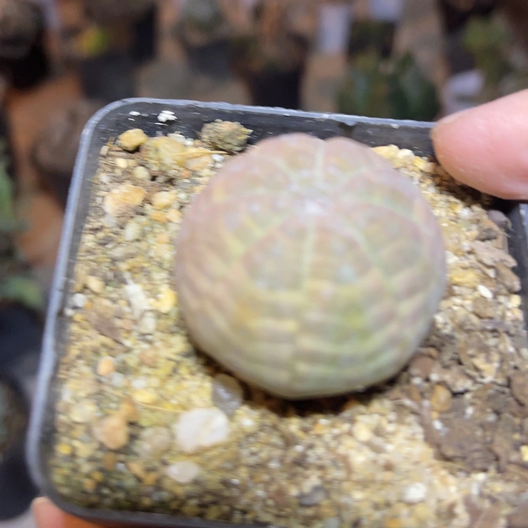 实生布纹球一物一拍下单包邮