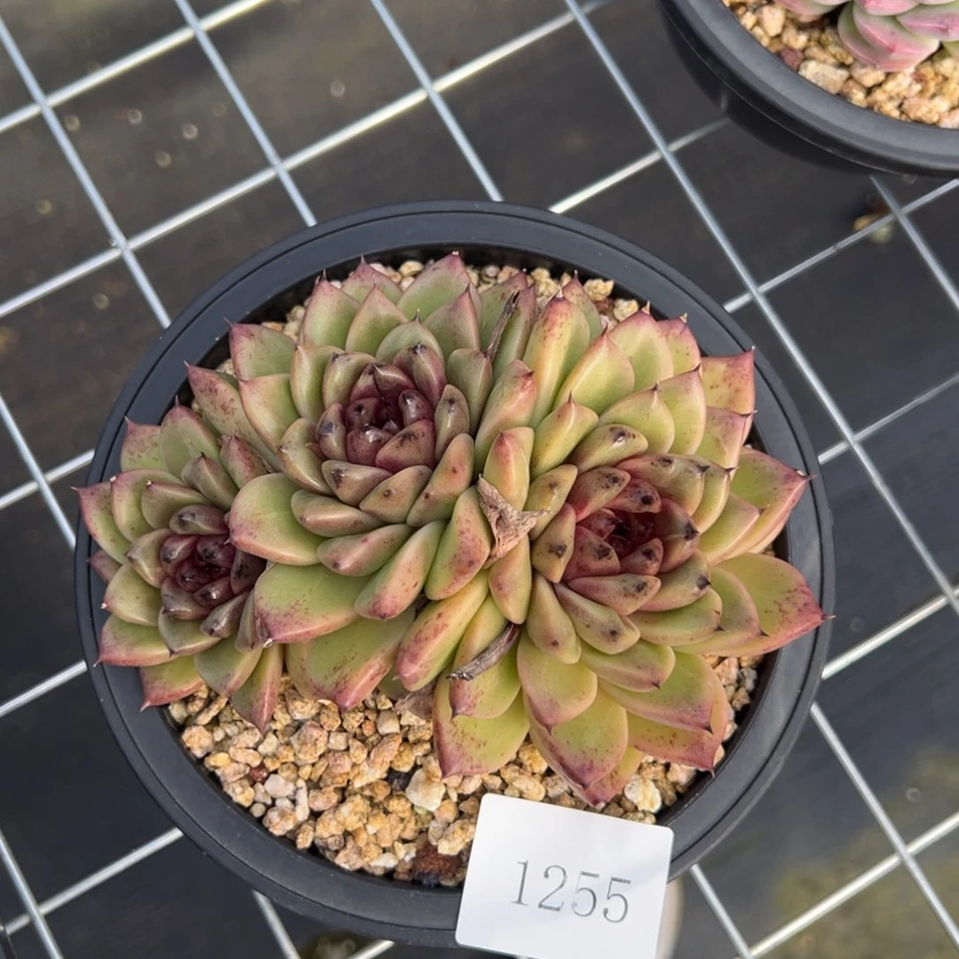 伊*1255不包整肉肉肉肉肉肉肉