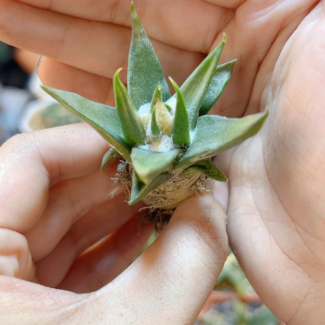 实生细尤龙牙牡丹5.5公分