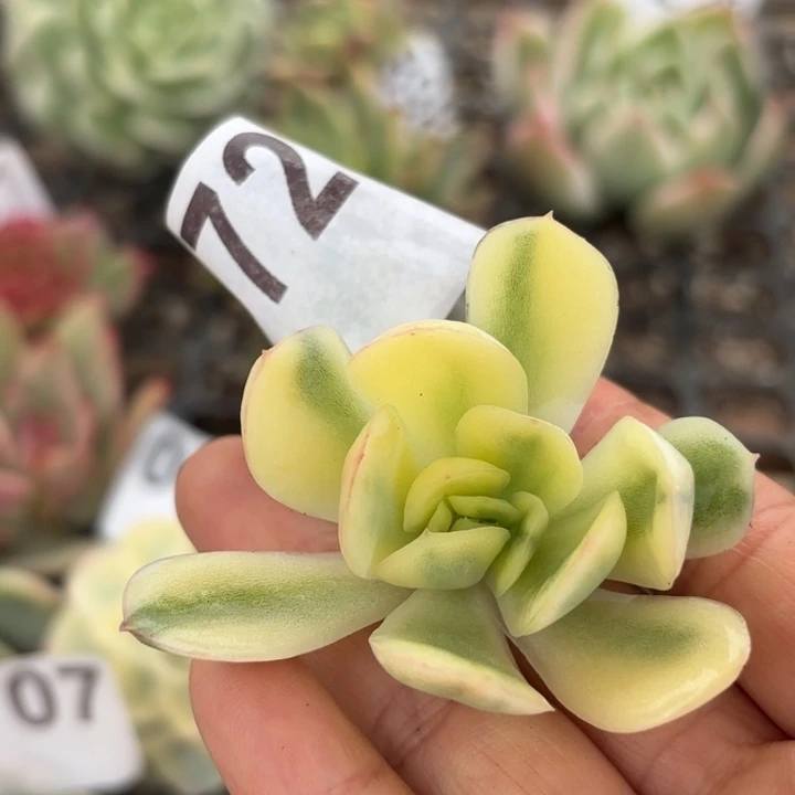 头盖锦满18包邮当场凑单不满包邮次日发顺丰到付