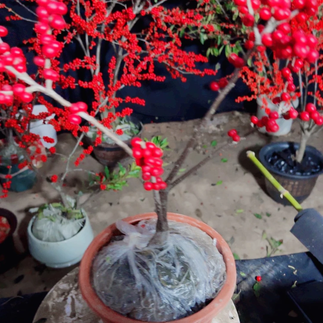 10枝/扎北美冬青植物