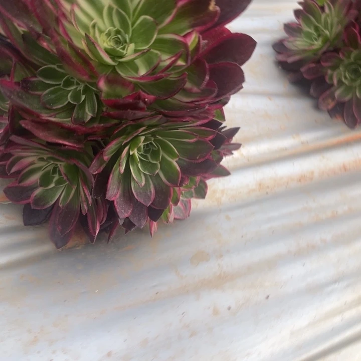 5海王手捧法师锦锦