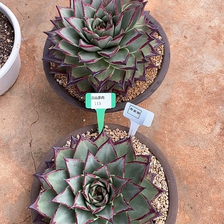 㞢***&113-直播福利 乌木 两颗