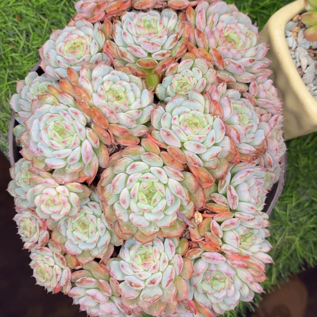 友家多肉一物一拍