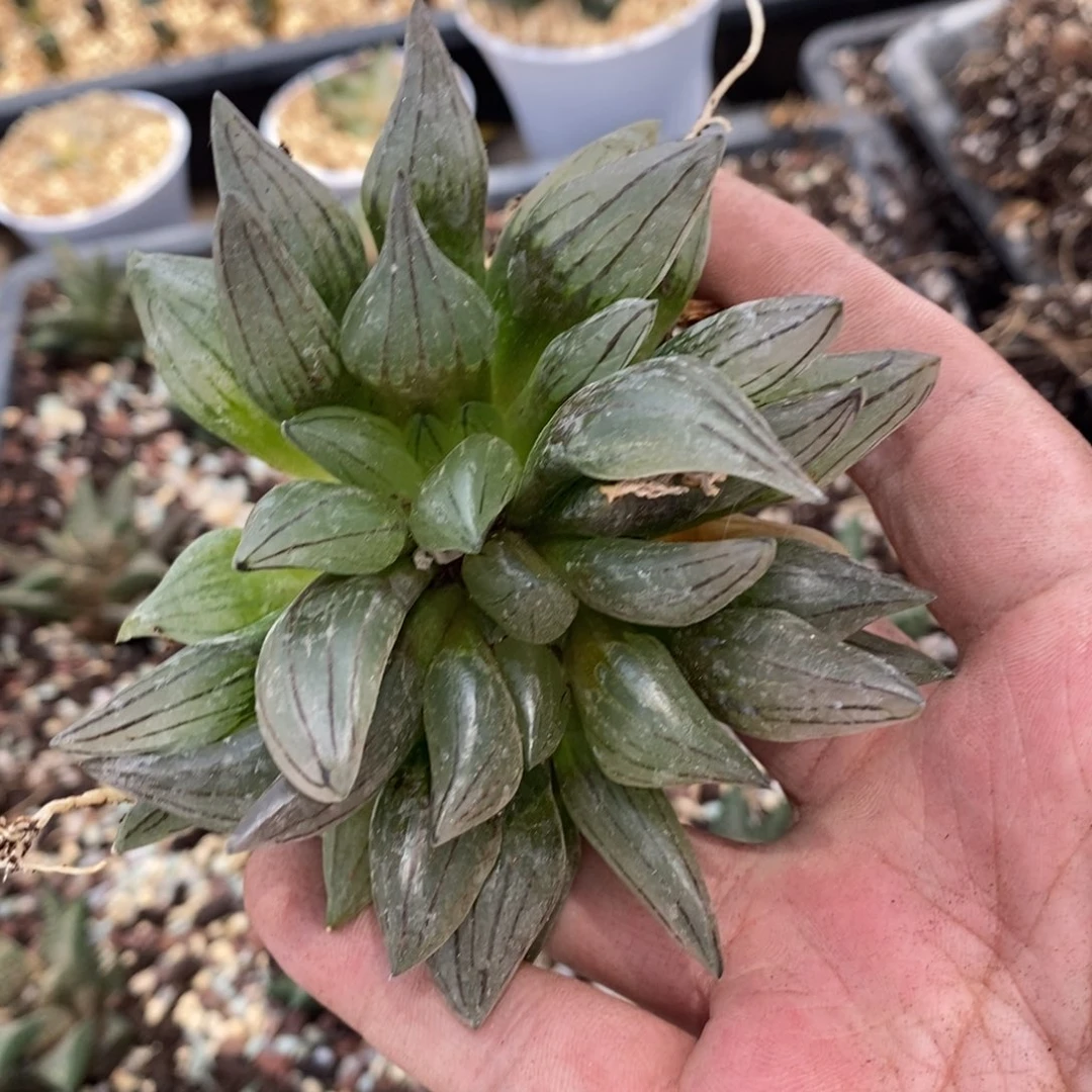 1730 一颗西瓜寿 下播福利