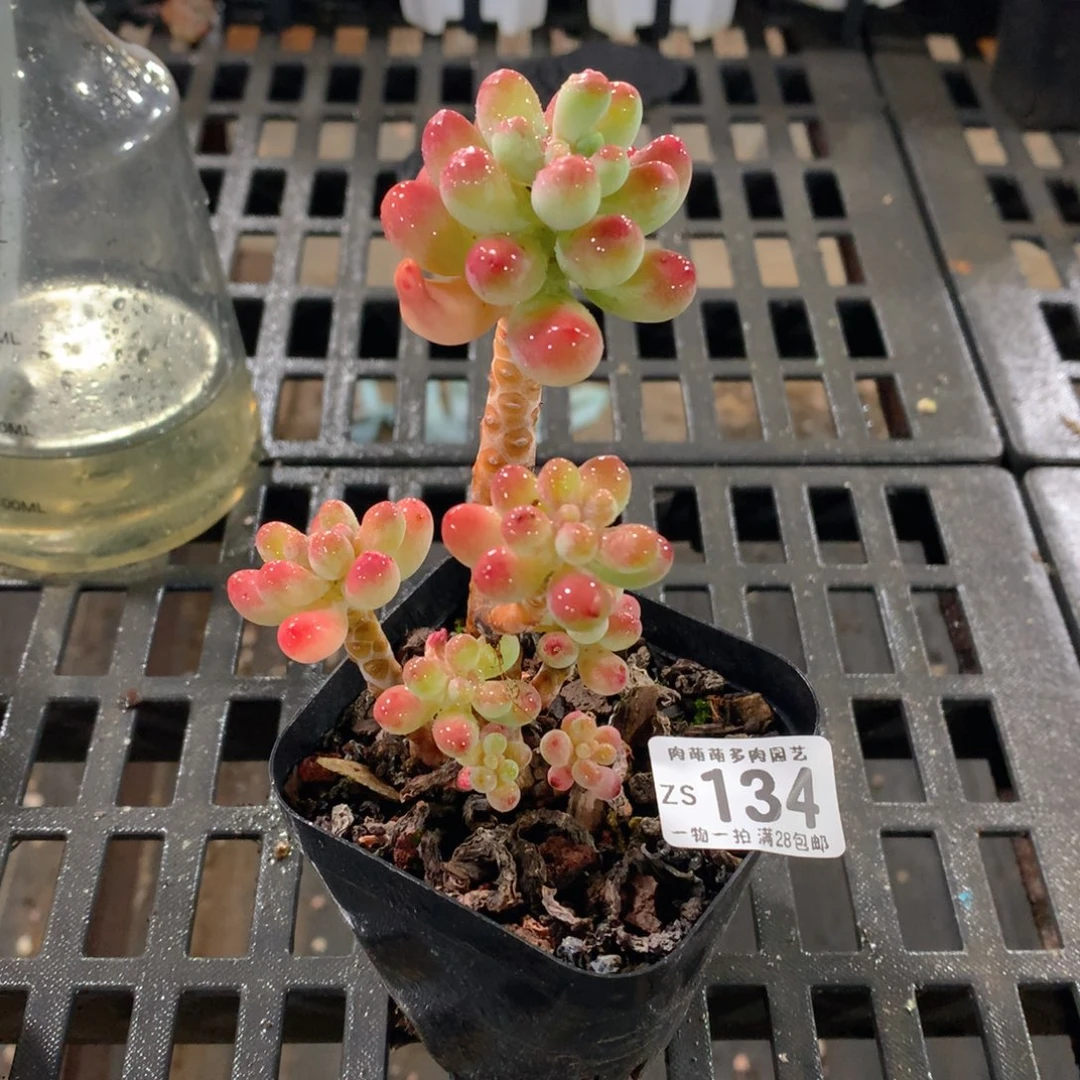 肉萌萌拇指盆精控多肉ZS134