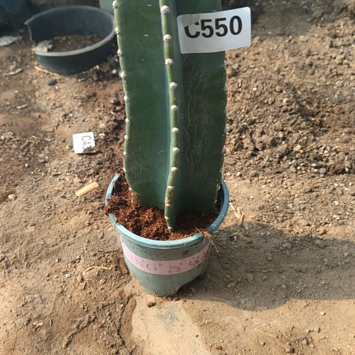 量天尺福利1个550