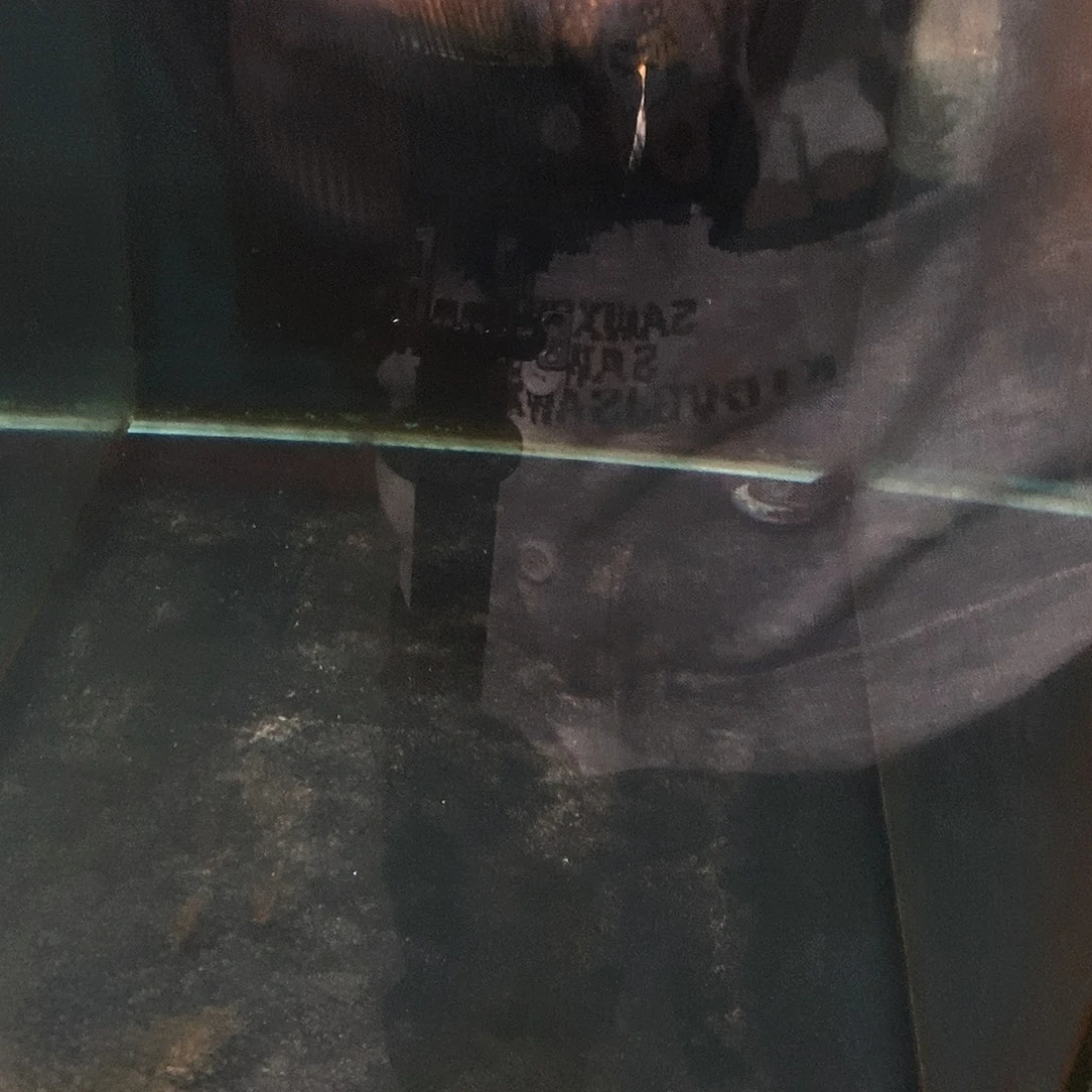 罗***斯蝴蝶鲤13号熊猫蝴蝶鲤