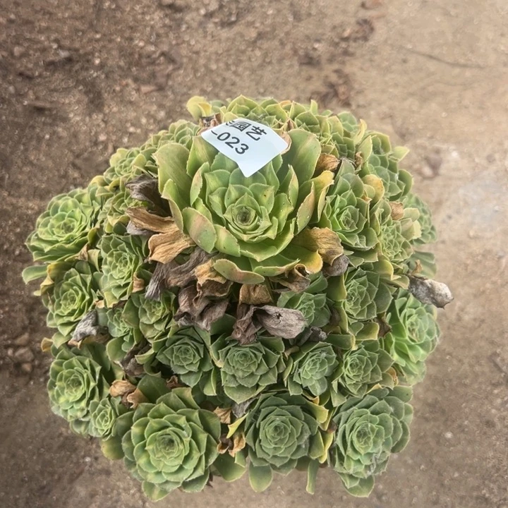 翡翠琉璃手捧多肉植物023