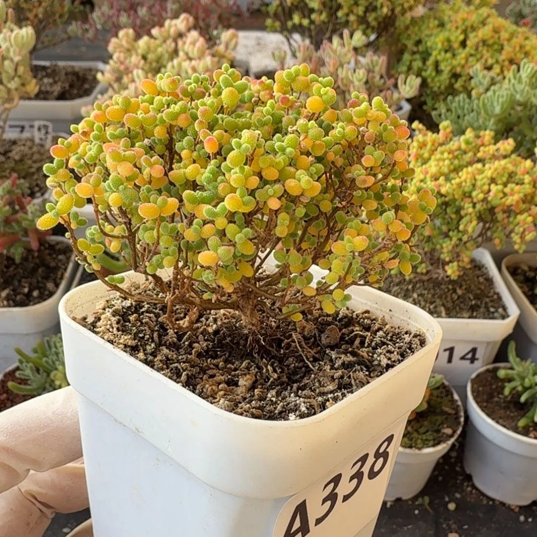 A338蜜橘糖球一物一拍