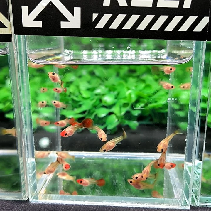 孔雀鱼红头玻璃猫苗子20条含5条被损。
