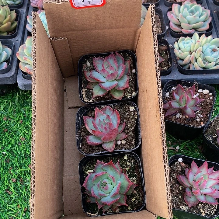 A194惊鸿仙子多肉