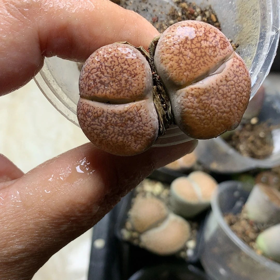 D428多肉植物保护