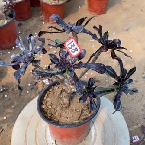 水墨丹青一物一拍