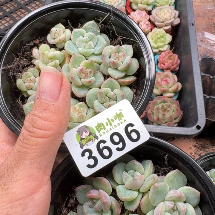 A***娴多肉植物多肉植物