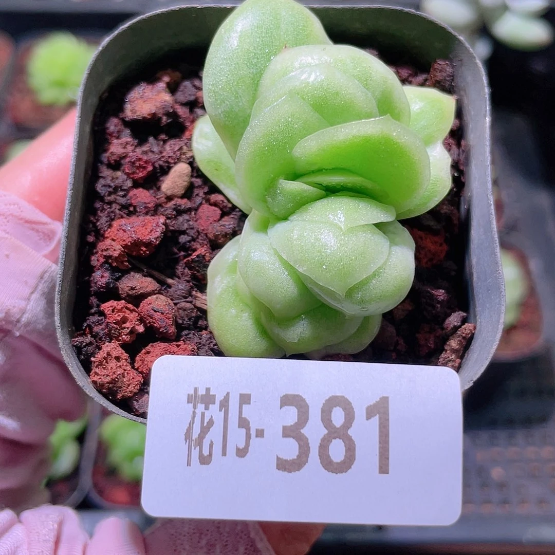 花利美15-381冰玫瑰