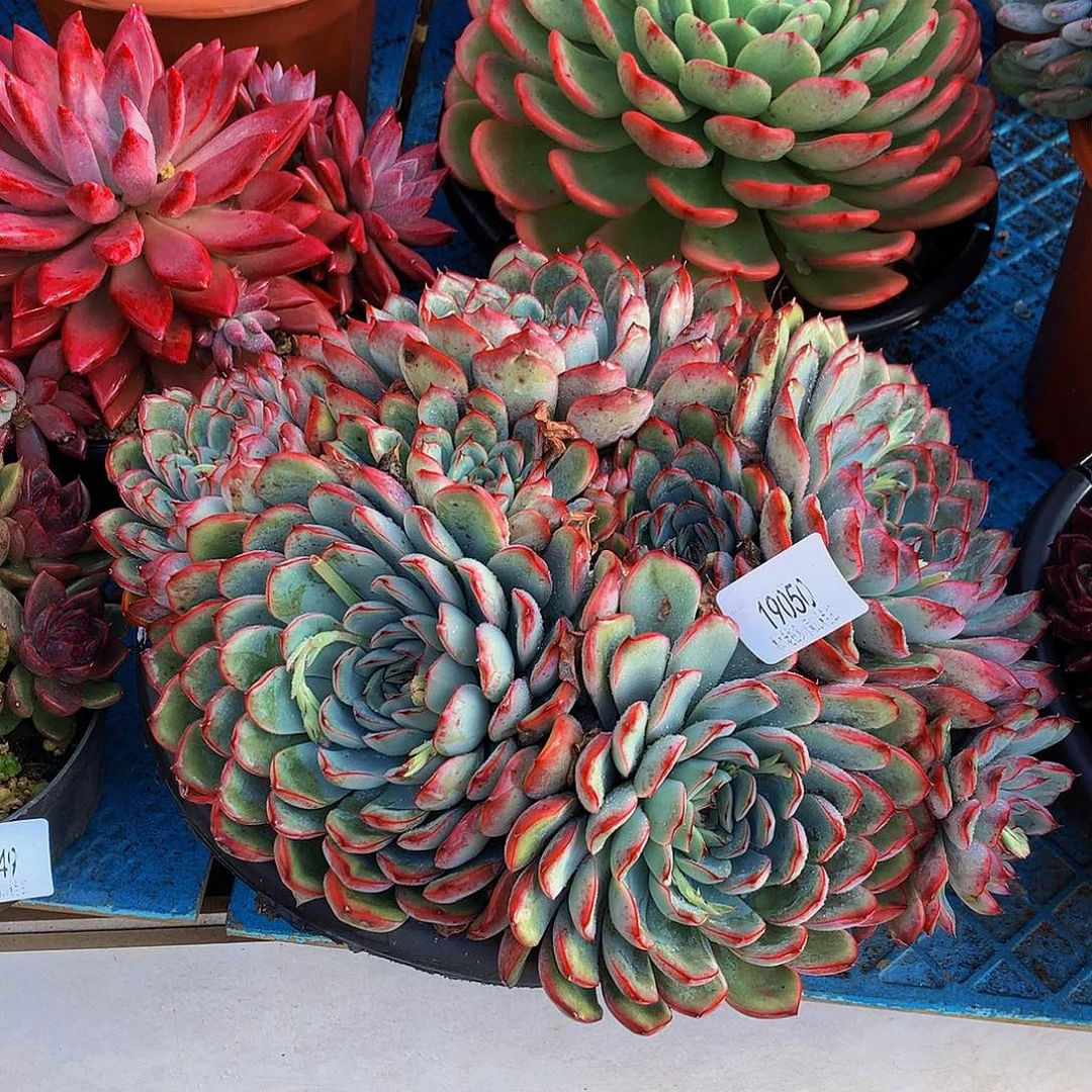 用***3    荷花多肉19050