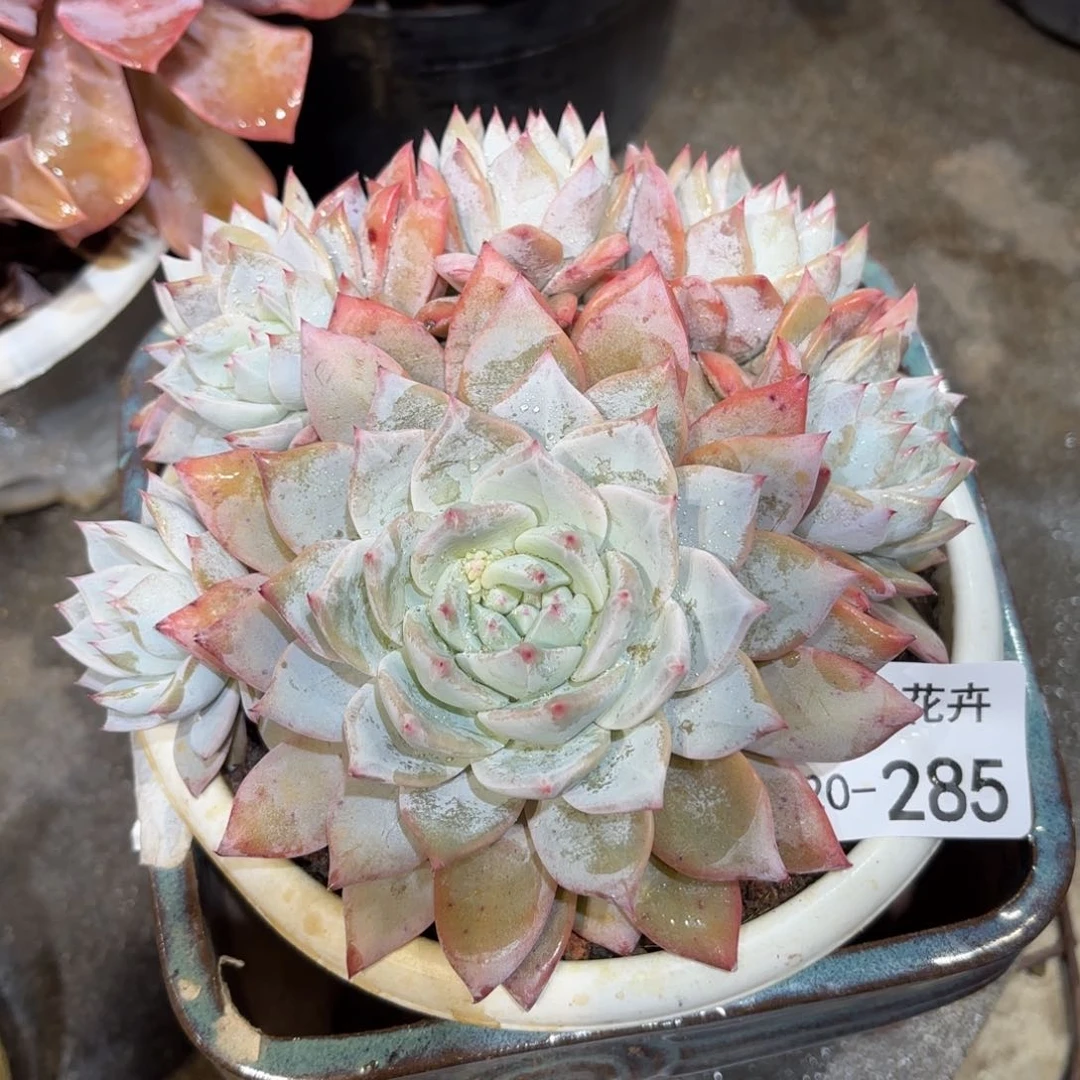 b****～同温层多肉粉蓝鸟285