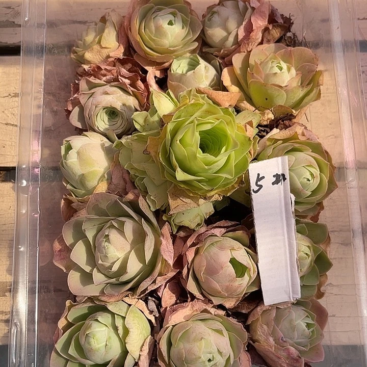 山地玫瑰5号，一物一拍15颗