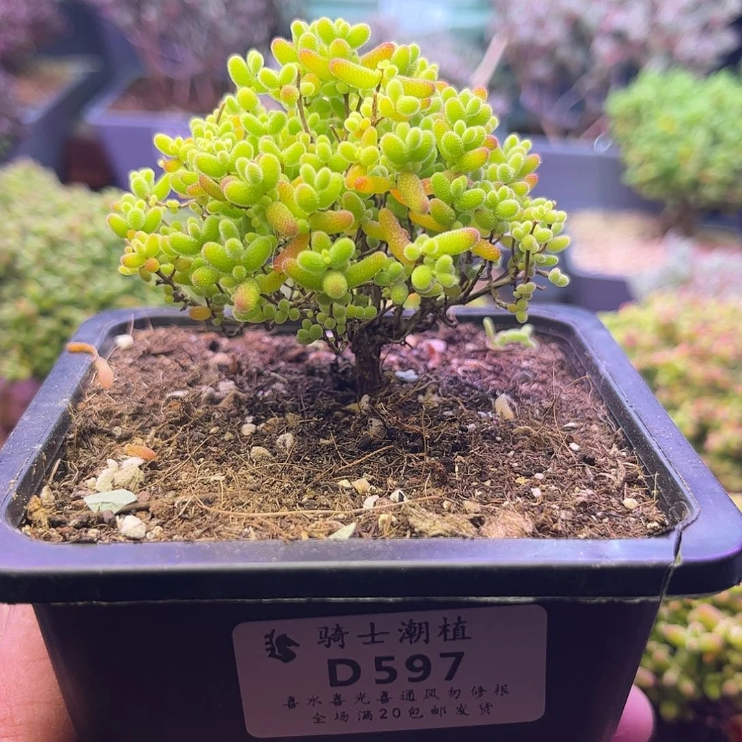 ****西597蜜橘糖球枝干番杏