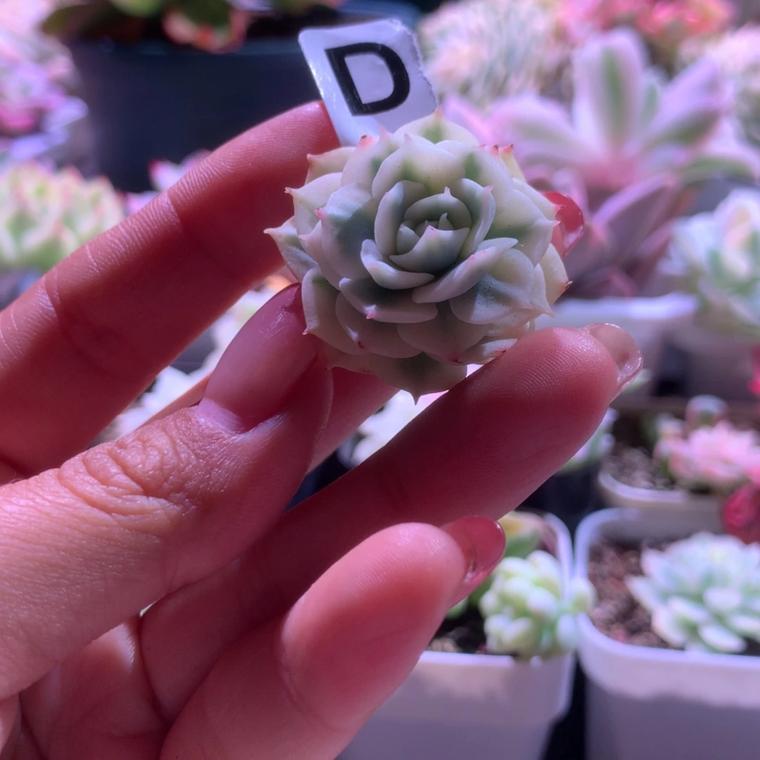 开播福利青岗锦有根