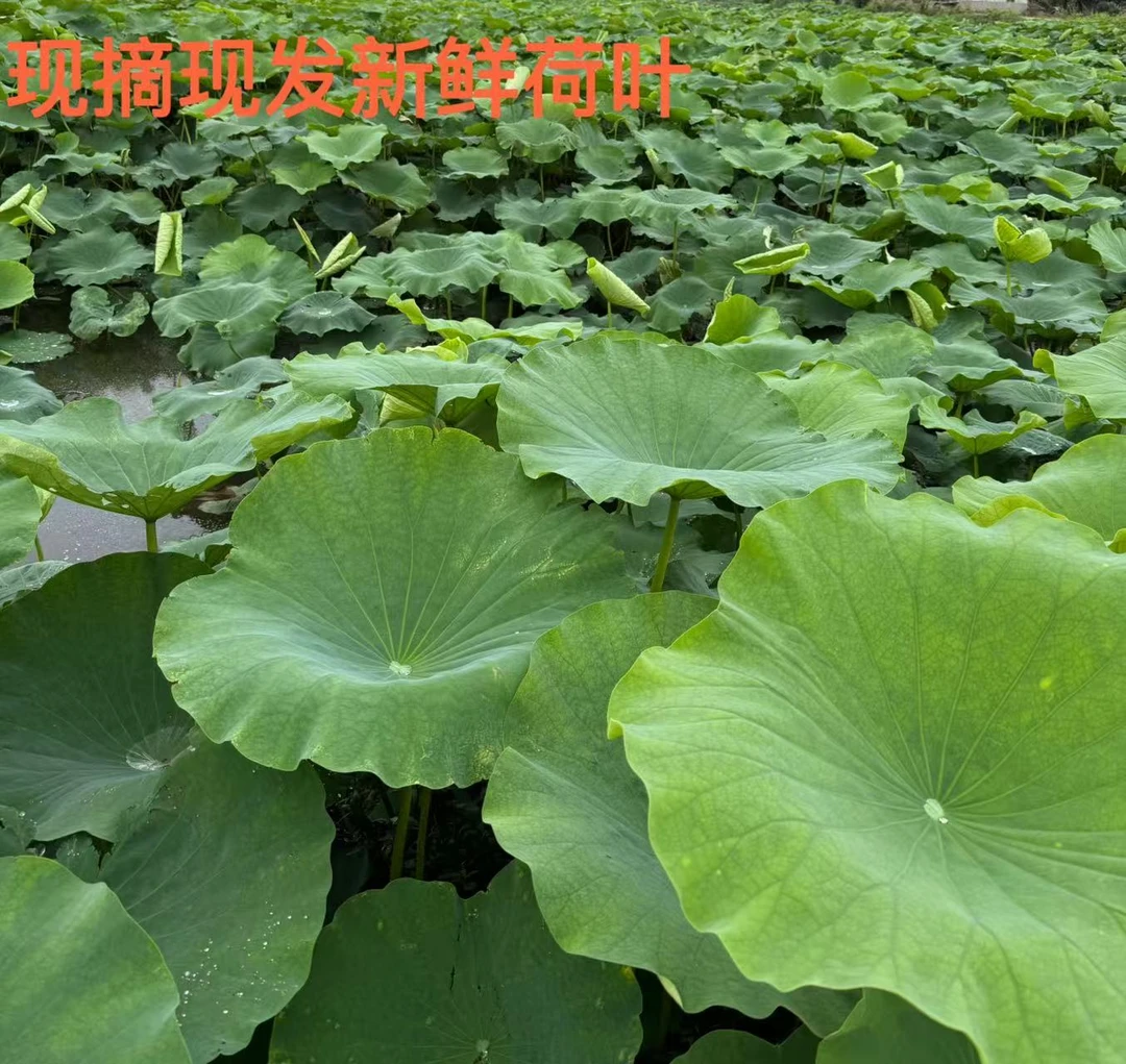 湖北洪湖新鲜荷叶叫花鸡糯米鸡整张发货