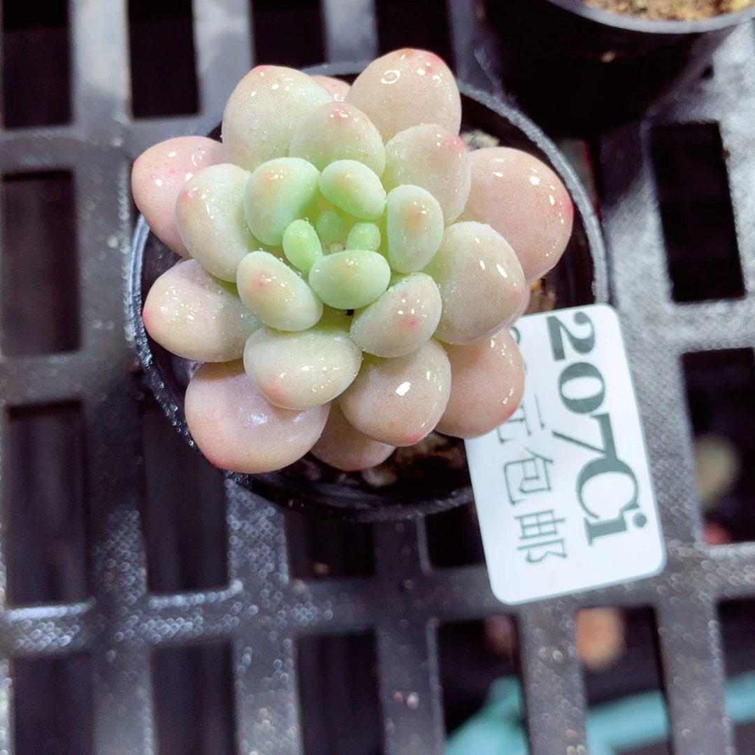 5厘米盆精控多肉207