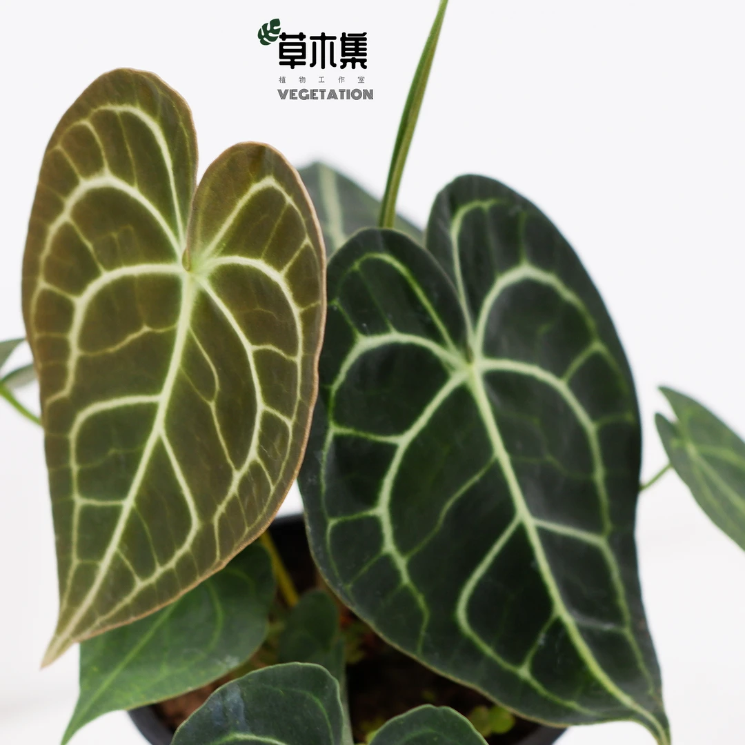 《草木集｜克莱恩花烛》心形密脉谱写翡翠诗篇，吟唱热带欢愉的乐曲。