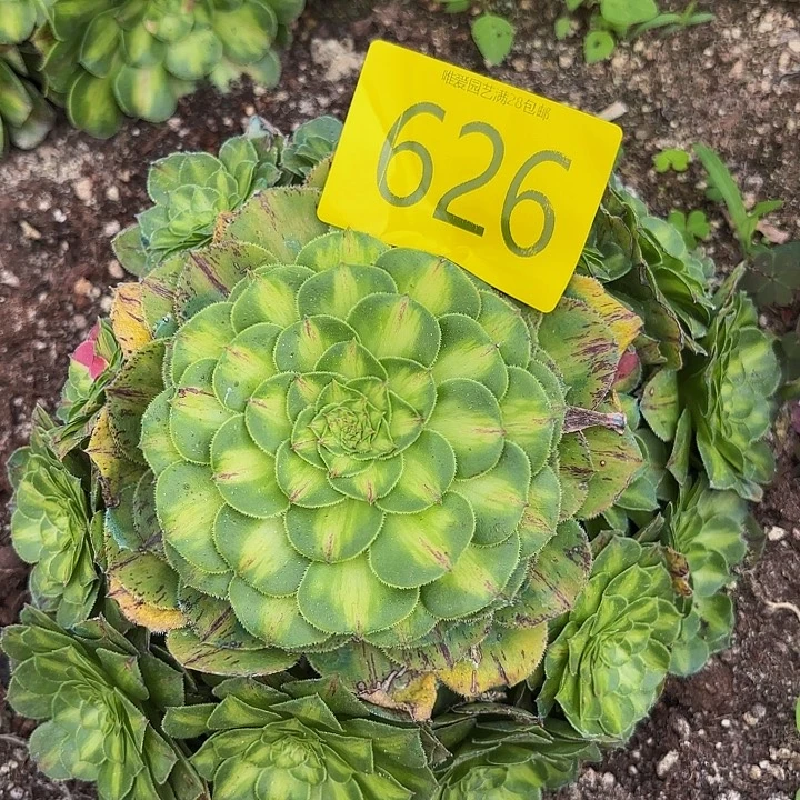 多肉植物知否626个