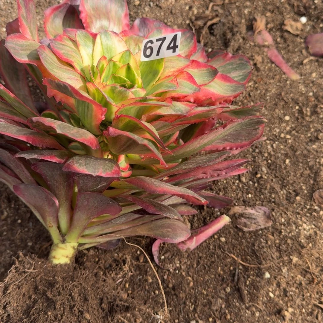 674多肉植物魅金玫瑰头歪特价