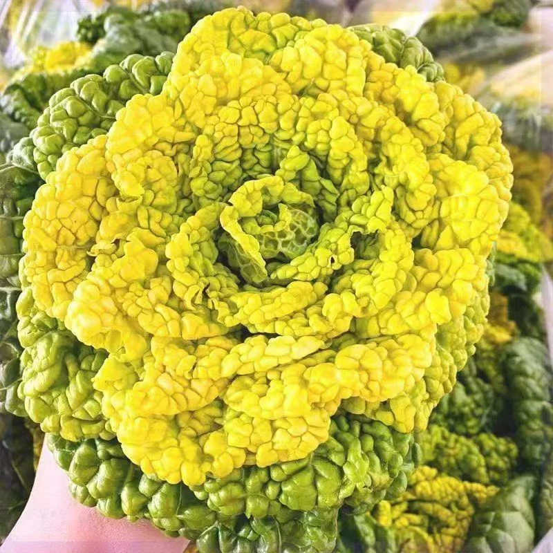 黄心乌塌菜种子耐寒大田庭院种植菊花心黄心菜蔬菜种子高产早熟lz