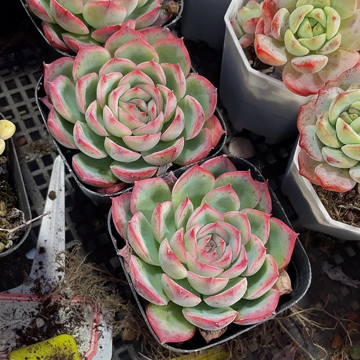 单头大侧影带盆土发