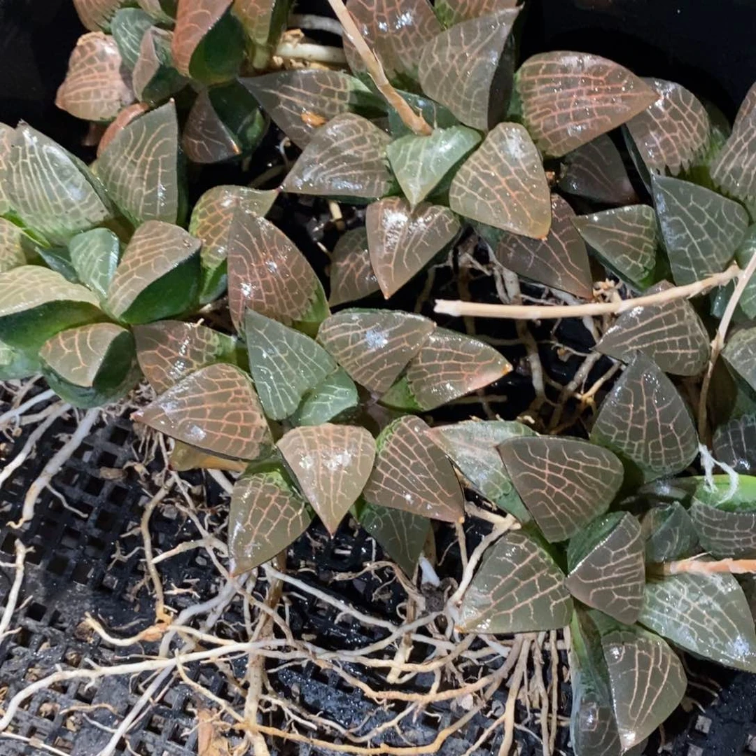 4155 一颗大玻璃康平。 超级福利。