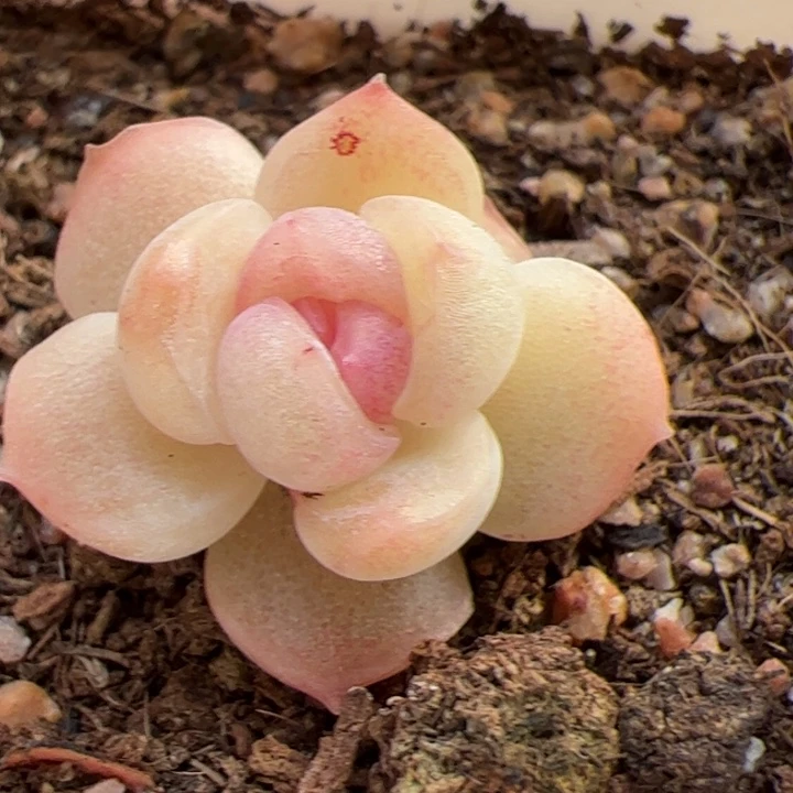 601 一物一拍，尺寸不大介意勿拍