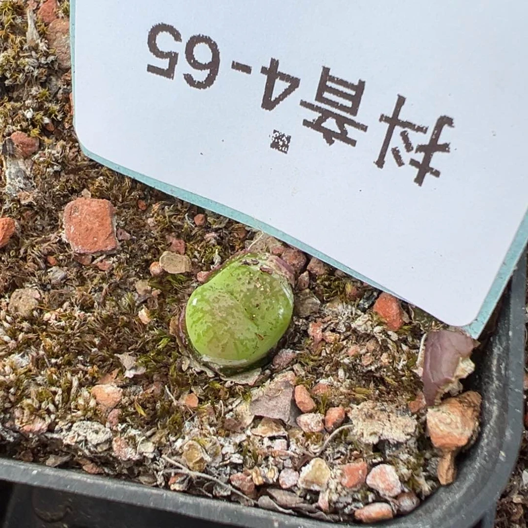 4-65肉锥多肉植物