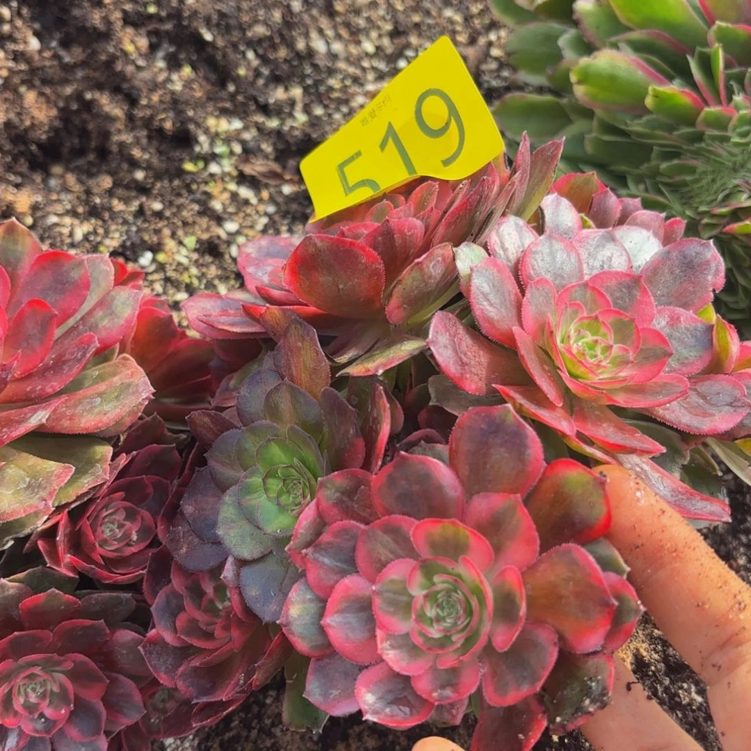 哈哈多肉葡萄福利519