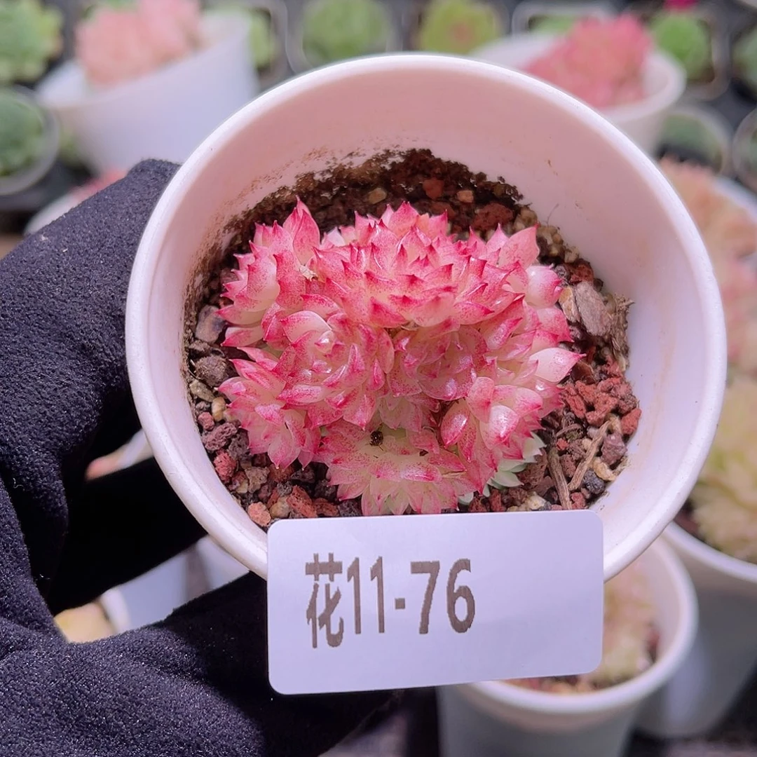 花利美11-76麦秆群