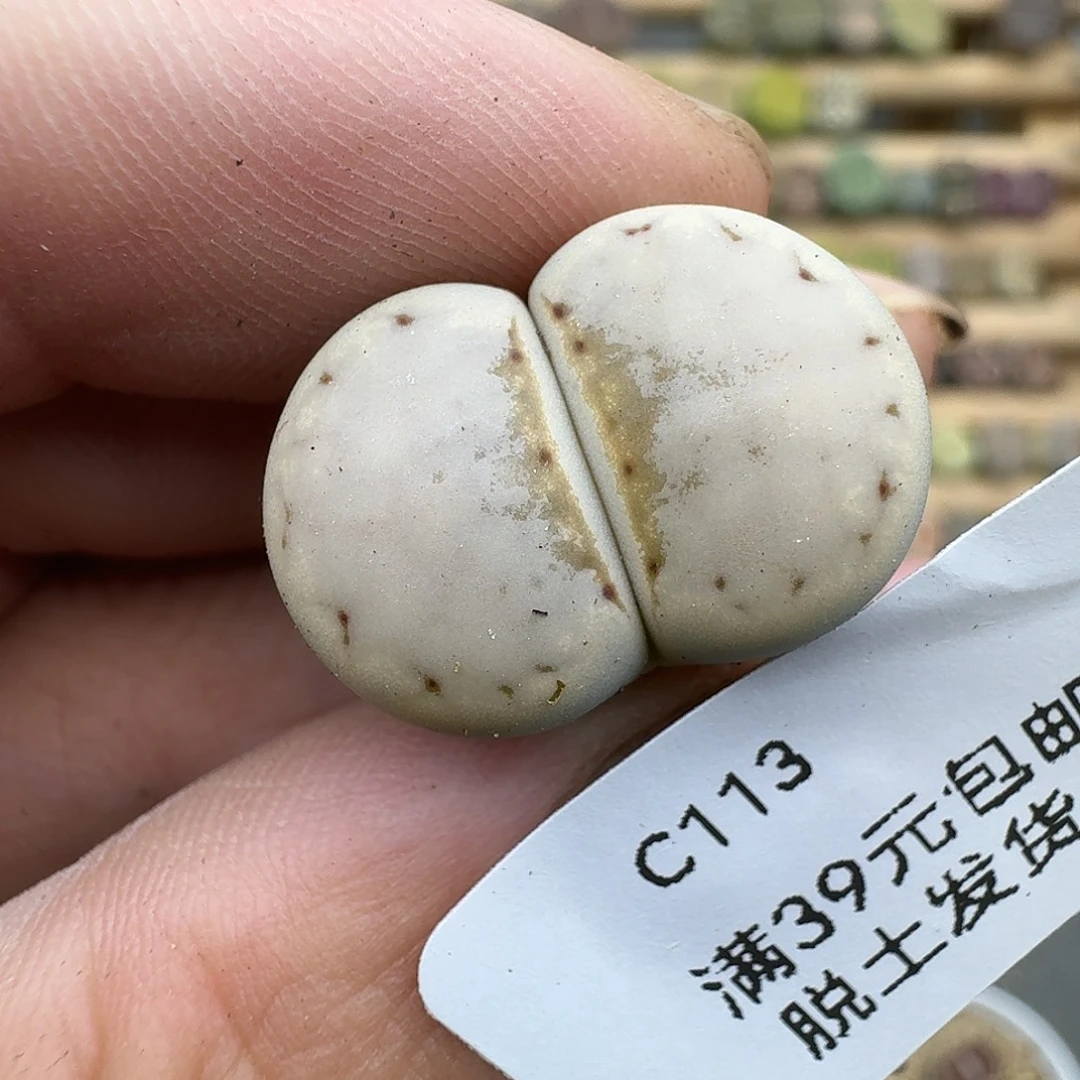 113热唇饼干哈哈哈哈哈哈