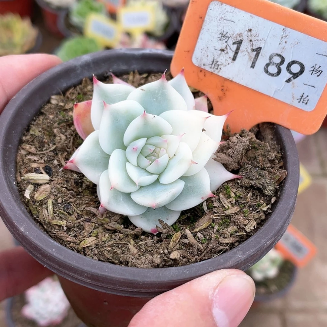 【闪购商品】1189号