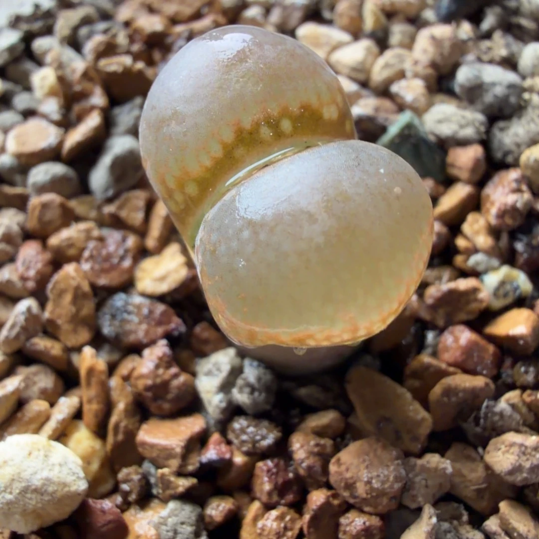 鱼子酱精品一颗753号