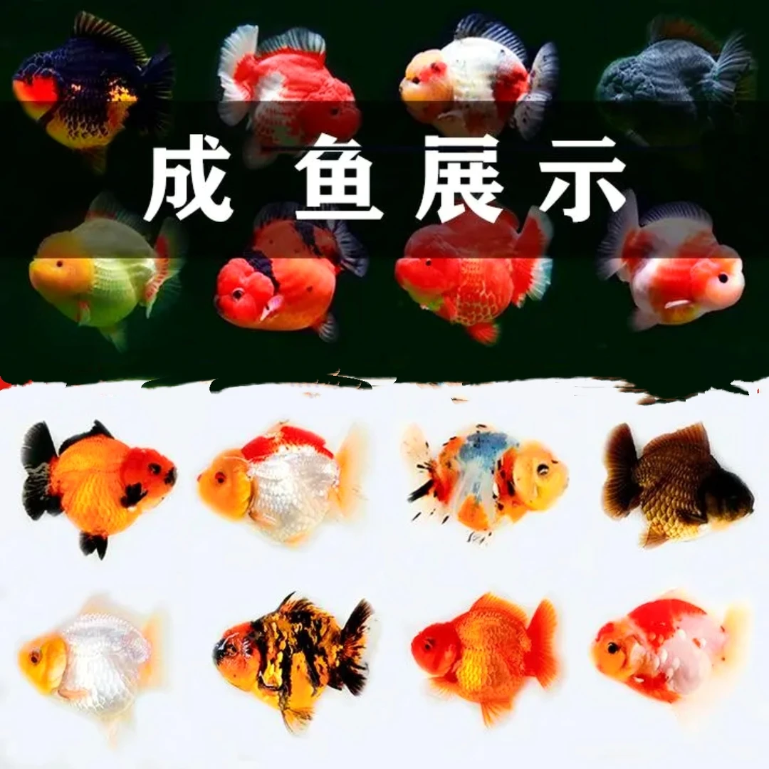 泰狮白虎玛丽混搭练手鱼
