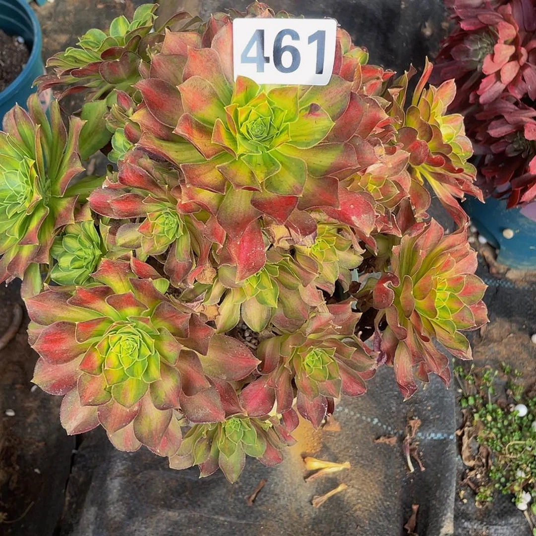 多肉法师461号韶华发货不包损