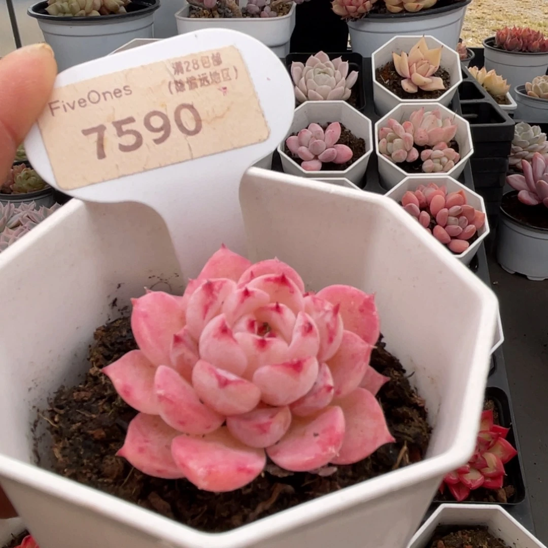 天鹅绒7590-4.0厘米