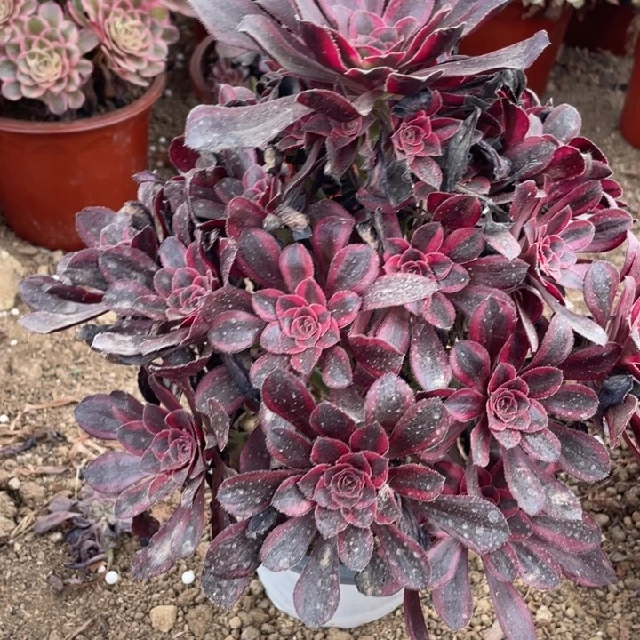 飞***飞无花朵437多肉植物丽娜