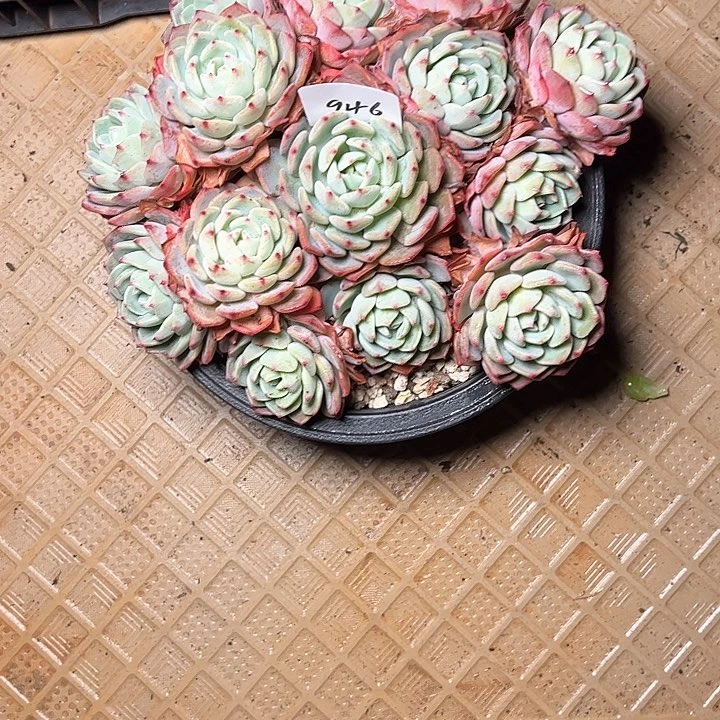 水*蓝946////////////////