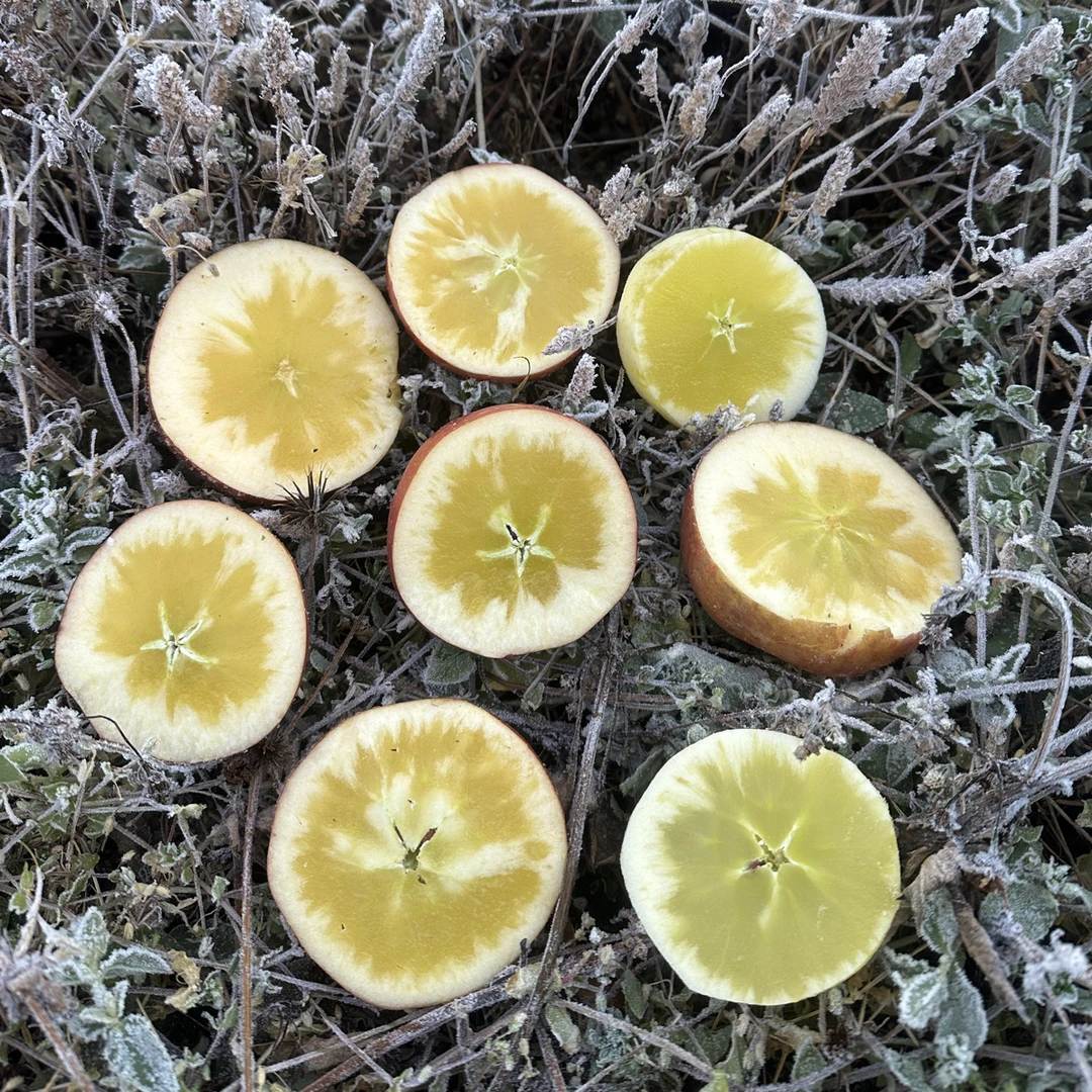 大凉山盐源高山晚熟红富士冰糖心丑苹果新鲜水果4/5/8斤保糖心