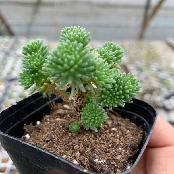 球松多肉小盆栽护眼绿植办公室桌面装饰