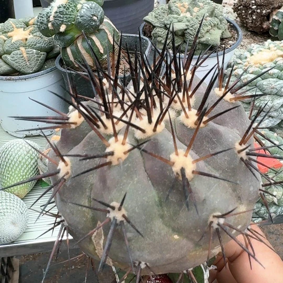 【闪购商品】无花朵清货黑王260