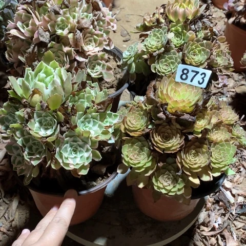 873四颗法师多肉植物