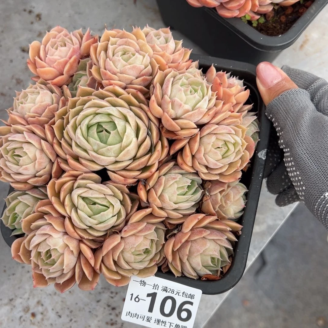 昂斯诺多肉多肉多肉